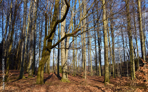 Forest and trees in national park photo