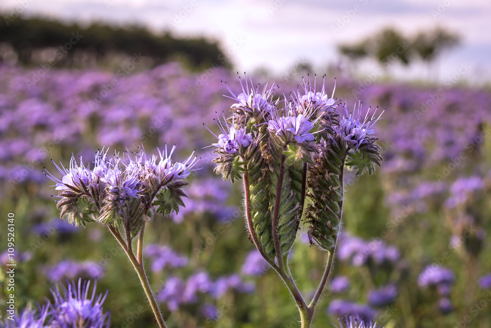 Close-up of phacelia on a field