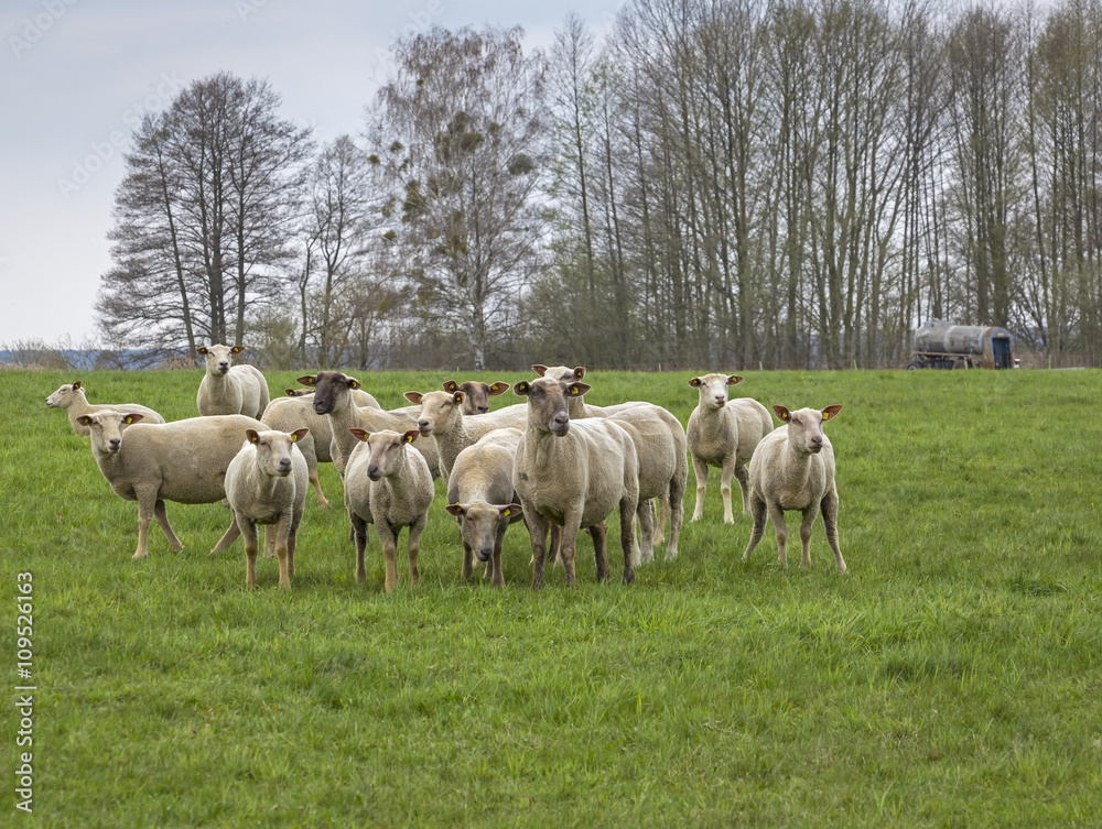 Fototapeta premium Sheeps at the meadow in the springtime