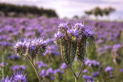 Obraz na płótnie Close-up of phacelia on a field w salonie