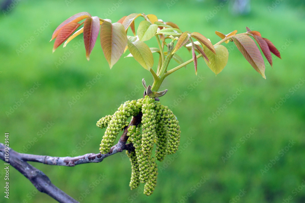 Flowers of walnut
