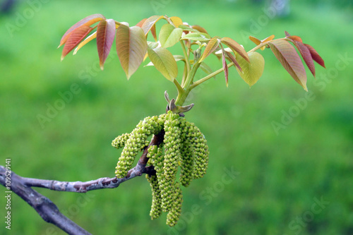 Obraz na płótnie Flowers of walnut w salonie