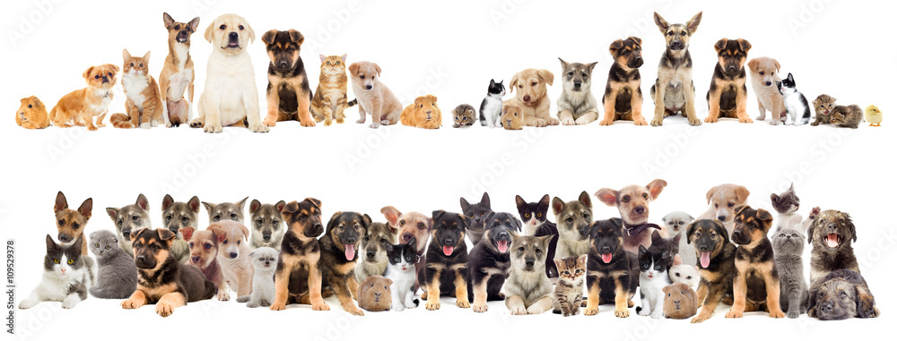 Cat and puppy on a white background isolated