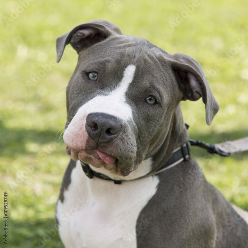 Chiot American Staffordshire Terrier Stock Photo Adobe Stock