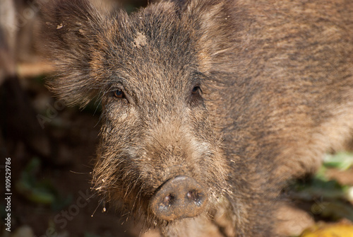 Wallpaper Mural Wild pig baby Torontodigital.ca