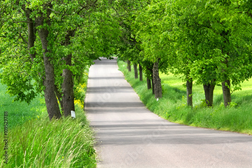 Asphaltierte leere Landstraße mit Allee gesaäumt mit Birnbäumen
