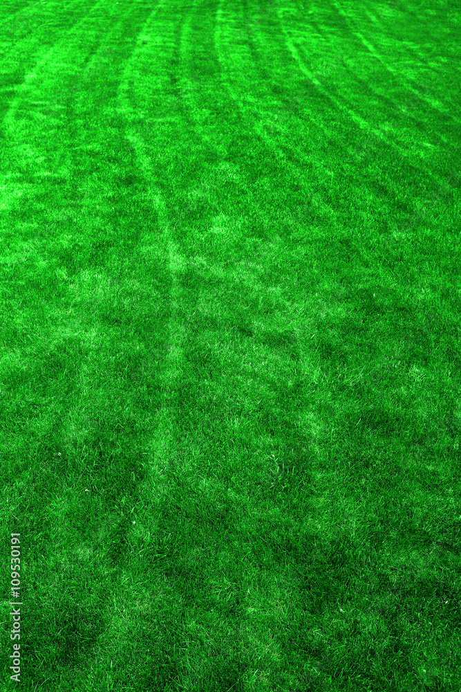 Green Lawn with Mowing Lines Growth Green Lawn with Mowing Lines Growth