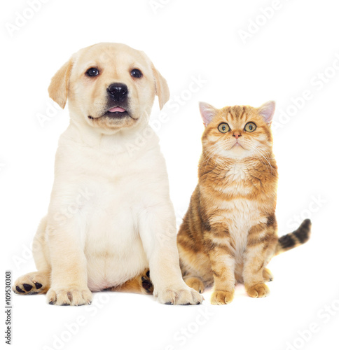 Cat and puppy on a white background isolated