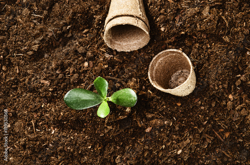 Planting a beautiful, green leaved plant on a natural, sandy soil backgroud. Camera from above, top view. Natural background for advertisements. photo