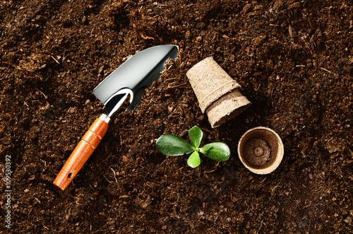 Planting a beautiful, green leaved plant on a natural, sandy soil backgroud. Camera from above, top view. Natural background for advertisements. photo