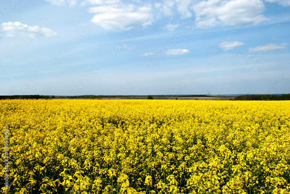 gelb rapeseed field
