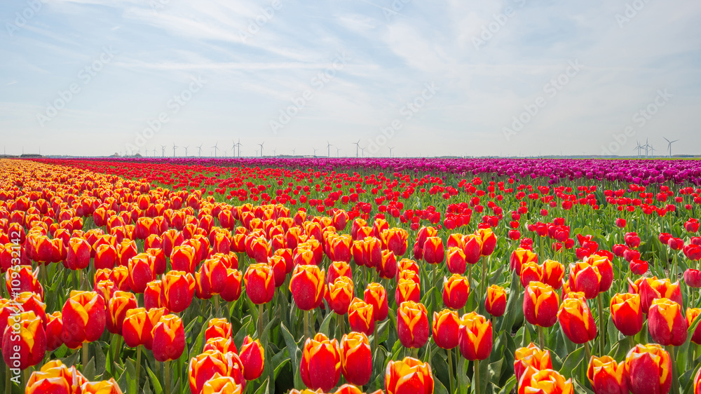 Tulips in a field in spring below a blue cloudy sky