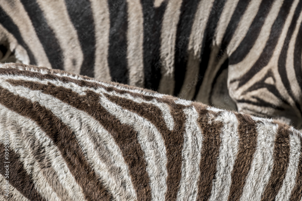 zebra in detail - texture zebra in detail - texture