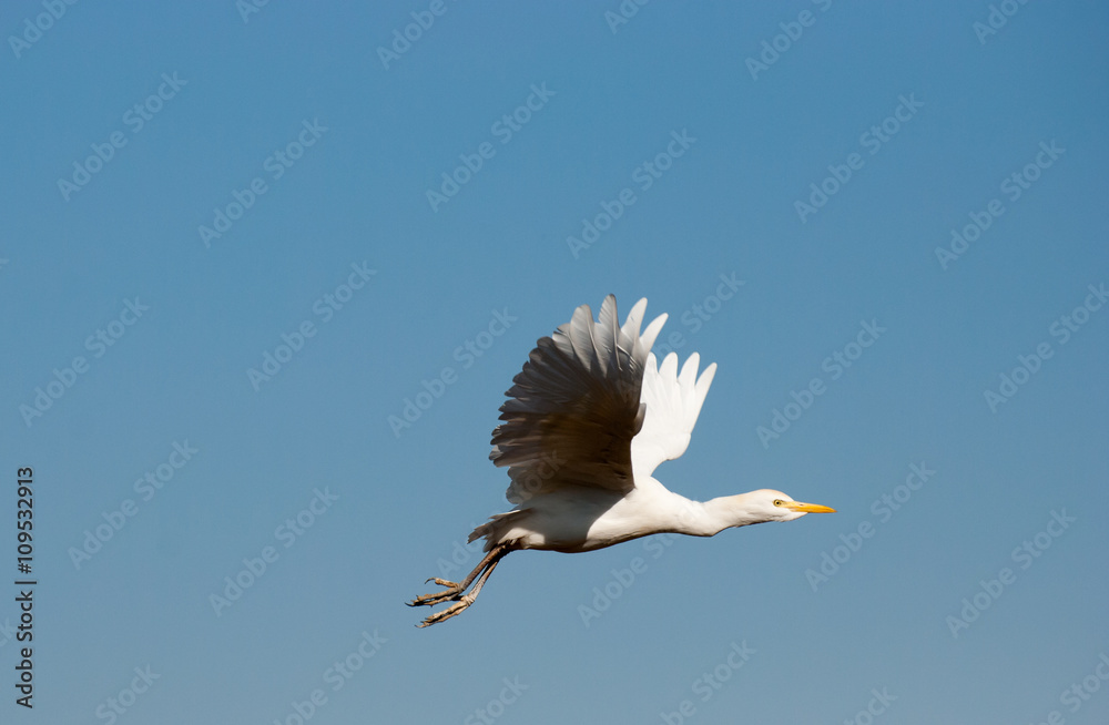 Obraz premium Heronl on blue sky background