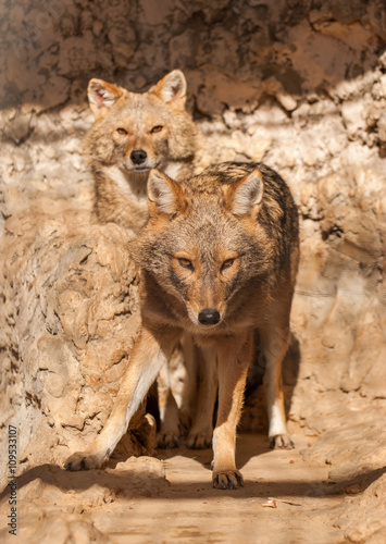 A pair of jackals at zoo