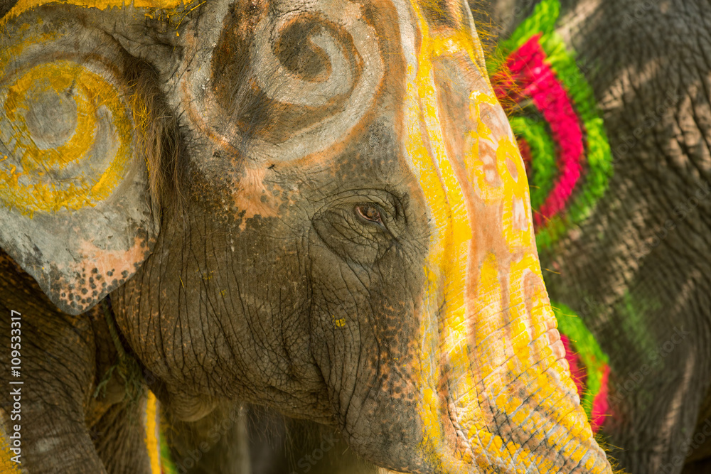 Fototapeta premium Close up of colorful painted elephant head