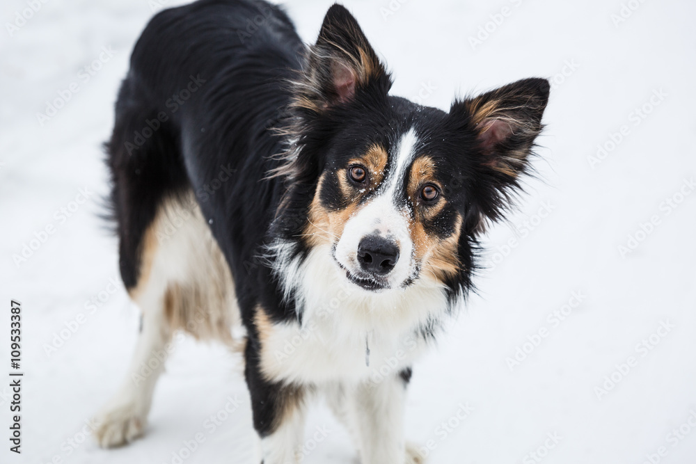 Tricolor border collie Stock Photo Adobe Stock