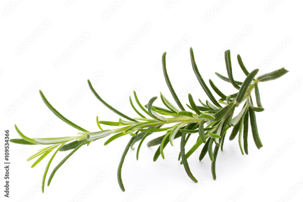 Rosemary twig on the isolated white background. Rosemary twig on the isolated white background.