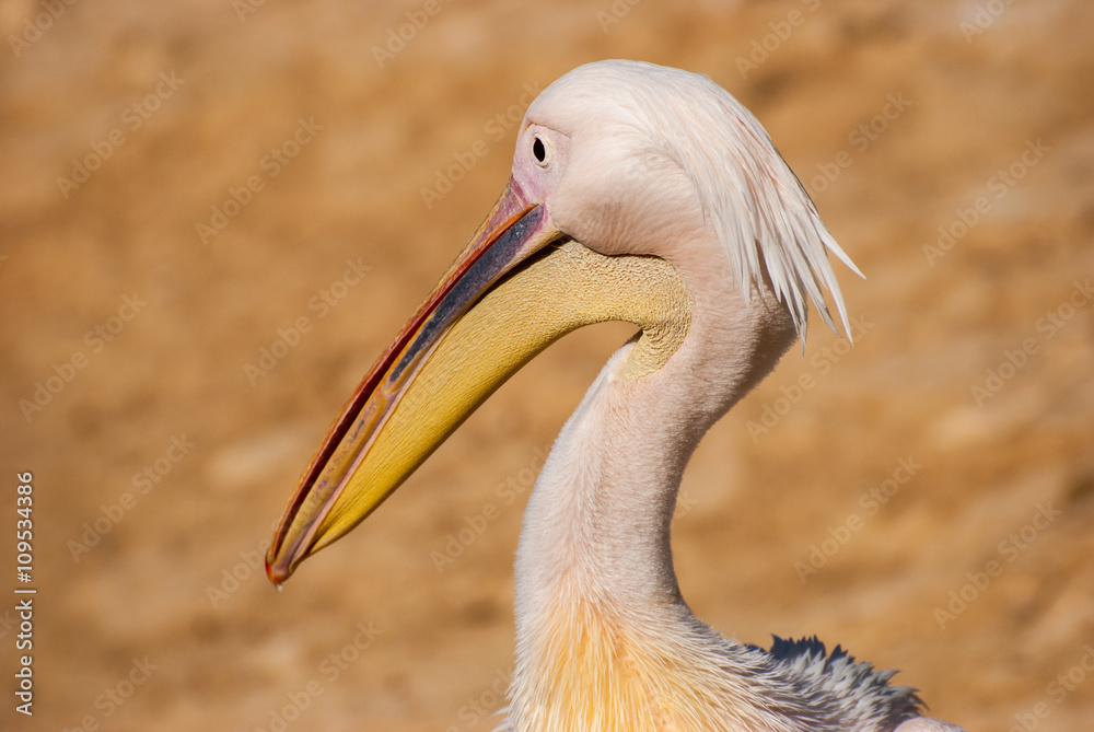 Obraz premium White Pelican Head