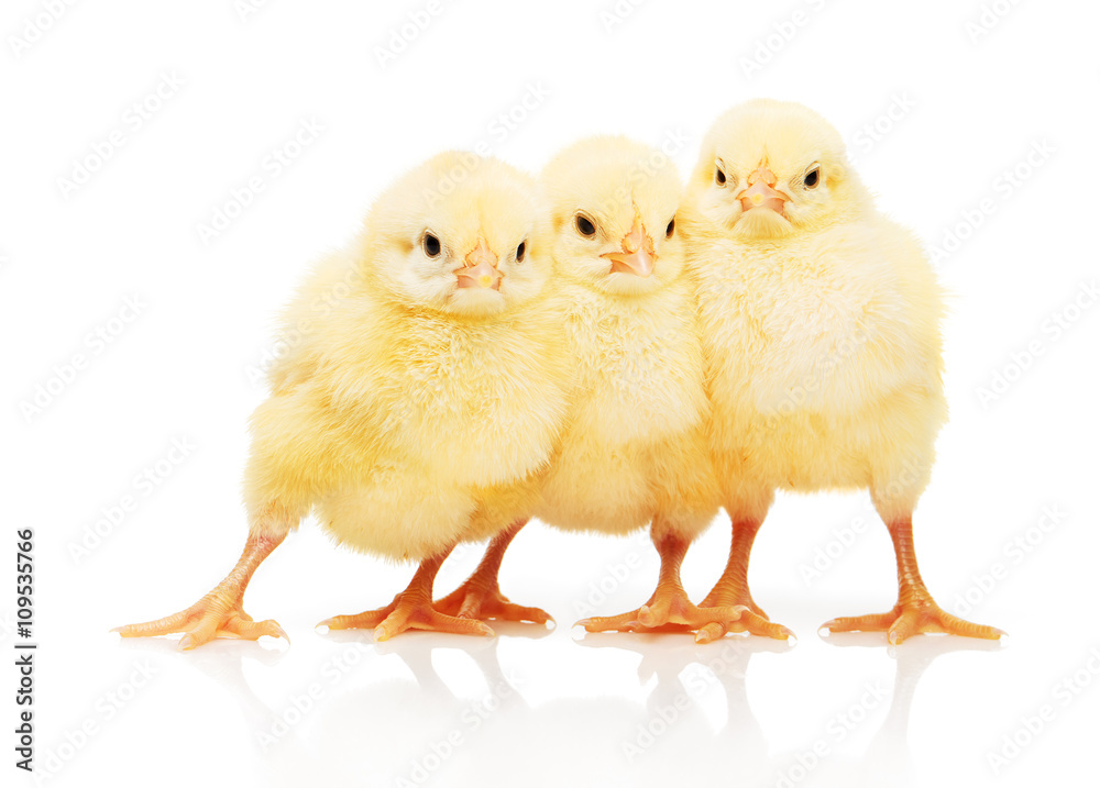 Three small yellow chickens, isolated on white background