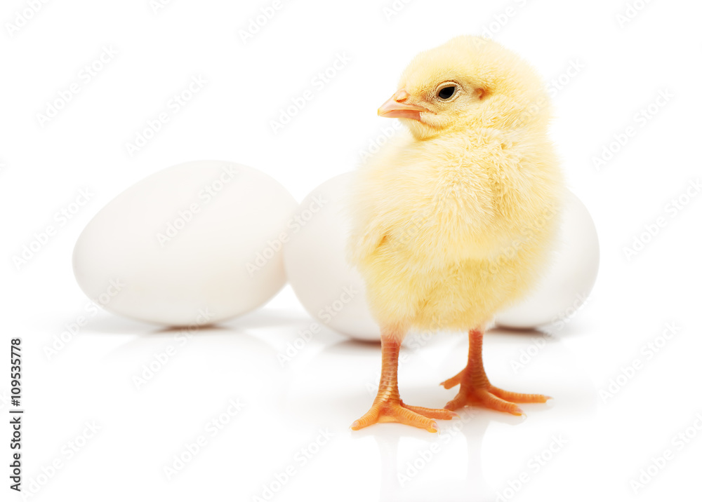 Small yellow chicken in front of three white chicken eggs