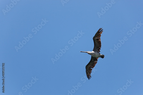 Brown Pelican  Pelecanus occidentalis 