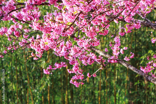 Colorful cheery blossom trees