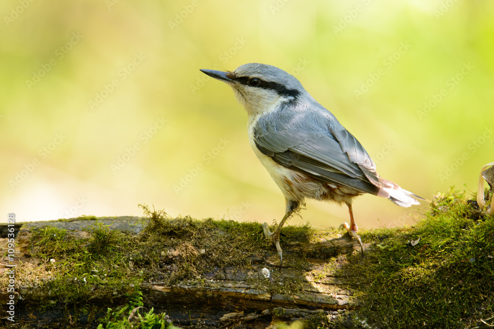 Naklejka premium nuthatch sitting on a tree
