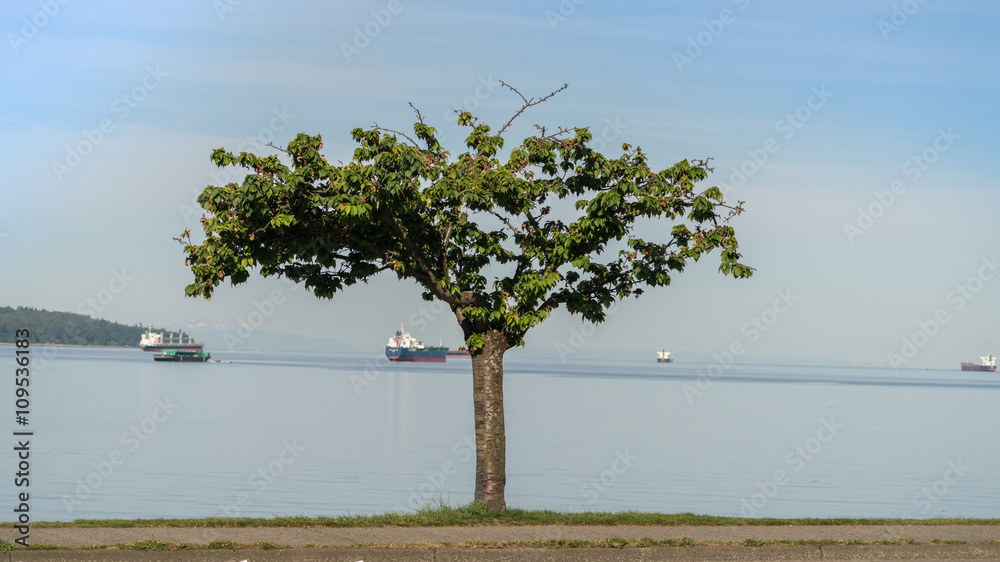 cheery tree on the beach.English bay Vancouver Canada