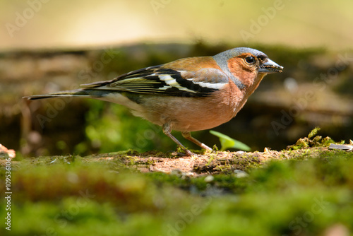 male Chaffinch Fringilla coelebs looking in the camera from a branch in an ecological natural garden photo