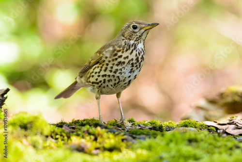 Song thrush walking on brown ground with grass