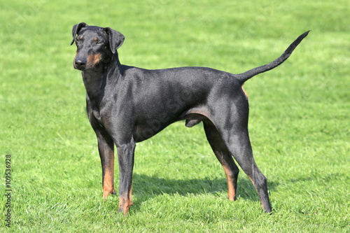 Quadro su tela Typical  Manchester Terrier  in the garden