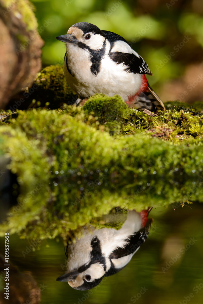 Great Spotted Woodpecker taking a nice cool bath. Great Spotted Woodpecker taking a nice cool bath.