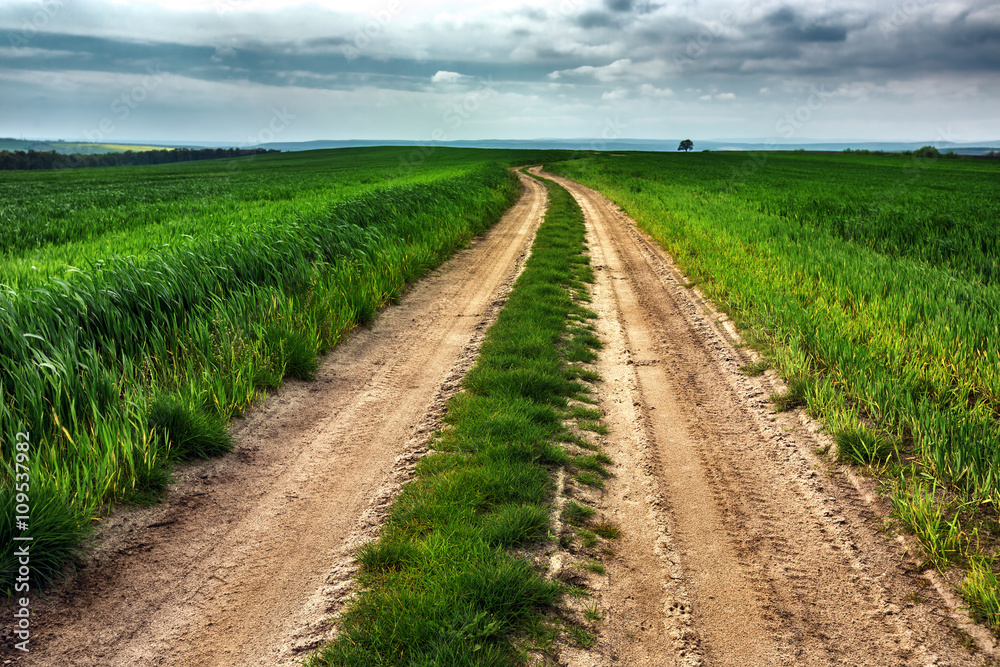 Rural summer landscape with green grass, curved dirt road