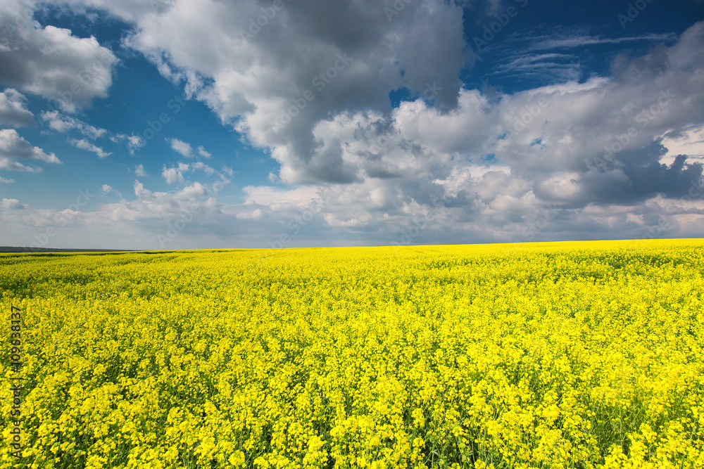 Obraz premium Big cloud on blue sky over yellow rape field