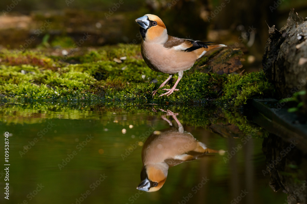 Hawfinch Coccothraustes coccothraustes at the water Hawfinch Coccothraustes coccothraustes at the water