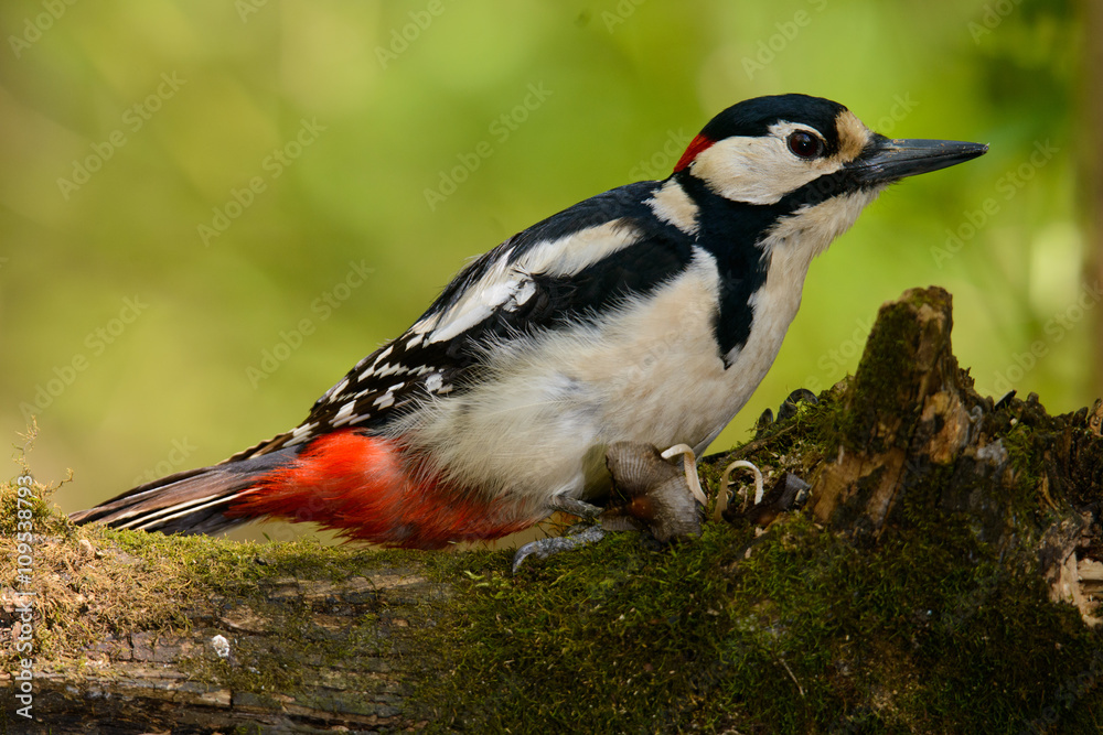 Obraz premium Great Spotted Woodpecker taking a nice cool bath.