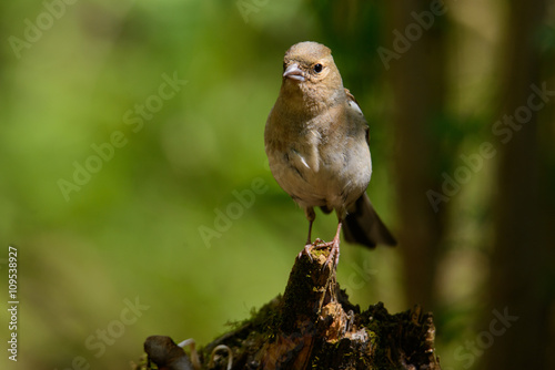 male Chaffinch Fringilla coelebs looking in the camera from a branch in an ecological natural garden photo