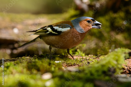 male Chaffinch Fringilla coelebs looking in the camera from a branch in an ecological natural garden photo