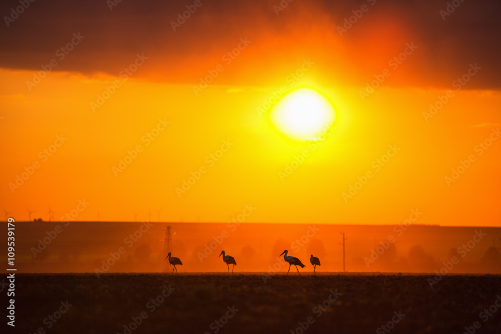 The stork silhouette at sunset