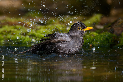 Blackbird taking a bath
