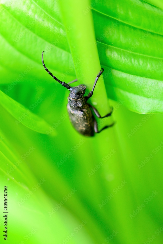 Fototapeta premium Morimus funereus is a species of beetle in family Cerambycidae. It is found in Belgium, Croatia, Slovenia, the Czech Republic, Germany, Hungary, Moldova, Romania, Bulgaria, Serbia, Montenegro.