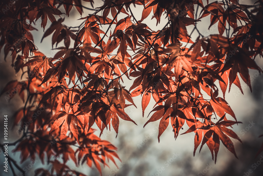 Art photo maple turns red in japan Art photo maple turns red in japan