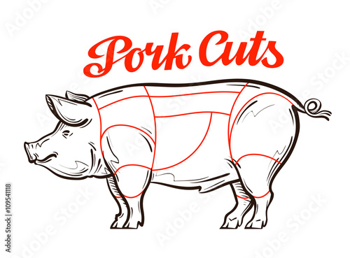 vector pork, pig chart. meat cuts, butcher shop