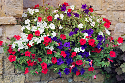 Floral display of multicoloured Petunias