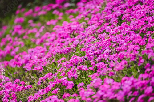 Fototapeta Naklejka Na Ścianę i Meble -  Pink cosmos flower fields in japan