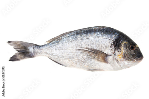 Raw bream fish on white background