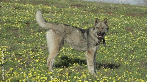 Dog is looking at the camera