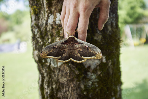 Large brown moth on womans finger tips photo