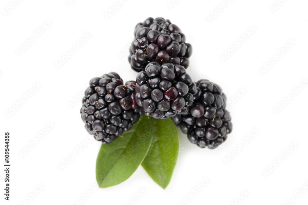 blackberry fruits with leaves blackberry fruits with leaves